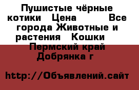 Пушистые чёрные котики › Цена ­ 100 - Все города Животные и растения » Кошки   . Пермский край,Добрянка г.